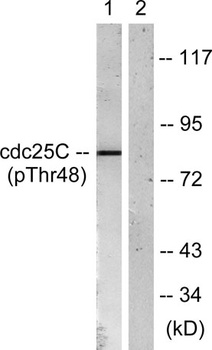 Cdc25C (phospho-Thr48) antibody