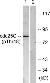 Cdc25C (phospho Thr48) rabbit pAb