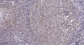 MB67 antibody