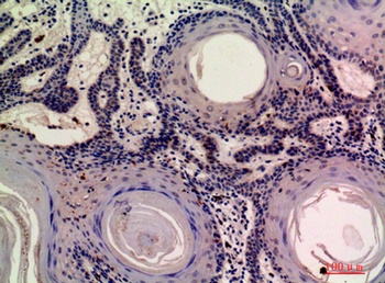 Mob3A/B antibody