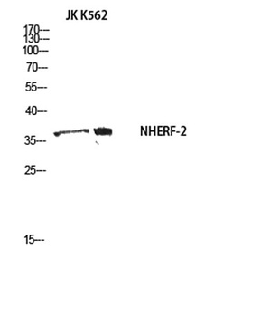 NHERF-2 rabbit pAb
