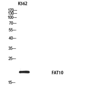 FAT10 rabbit pAb