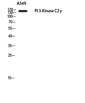PI 3-Kinase C2γ rabbit pAb Antibody
