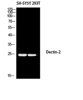Dectin-2 rabbit pAb