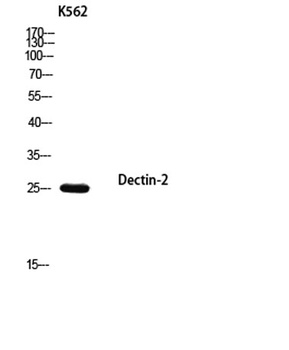 Dectin-2 rabbit pAb