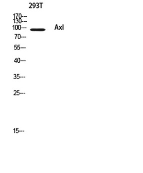 Axl rabbit pAb Antibody