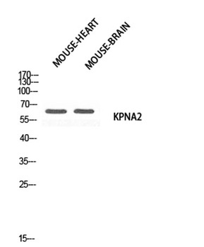 Karyopherin α2 rabbit pAb