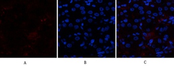 p300 antibody