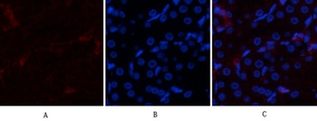 p300 antibody