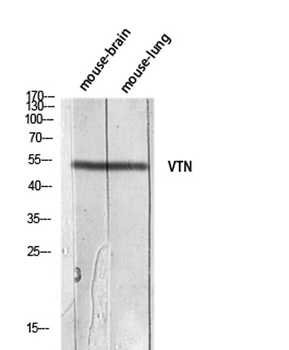 Vitronectin rabbit pAb