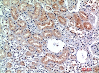 CD26 rabbit pAb
