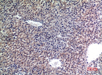 CD107b antibody