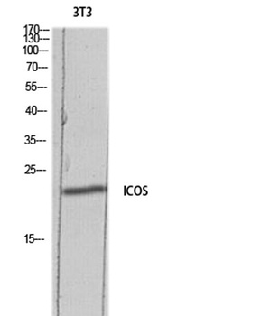 ICOS rabbit pAb Antibody