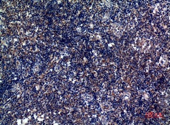 ICOS rabbit pAb Antibody