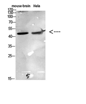 CKR-6 rabbit pAb