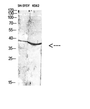 CD296 rabbit pAb