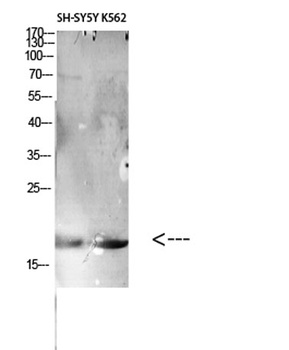 CD306 rabbit pAb