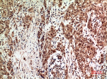 FOG-2 antibody