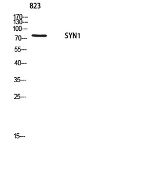 Synapsin-1 rabbit pAb