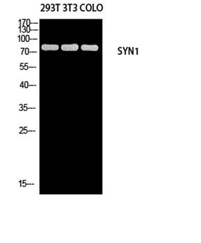 Synapsin-1 rabbit pAb