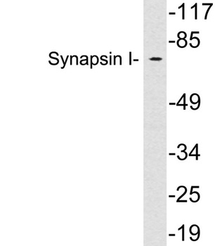 Synapsin-1 antibody