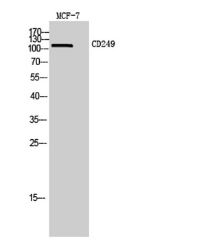 CD249 rabbit pAb Antibody