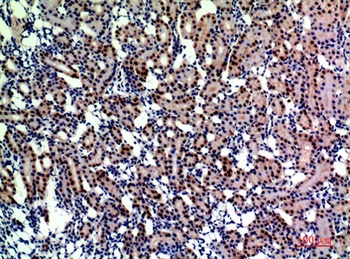 CD249 rabbit pAb
