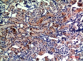 CD249 rabbit pAb