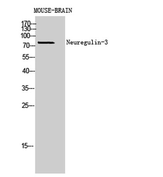 Neuregulin-3 antibody