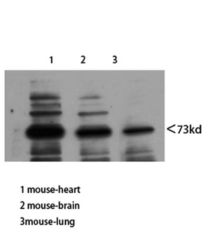 Neuregulin-3 antibody