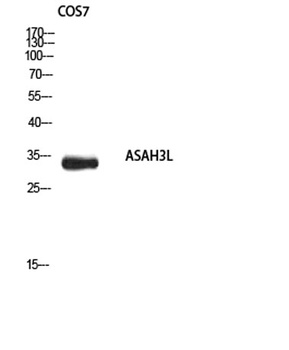 ASAH3L rabbit pAb Antibody