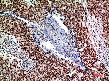 ASAH3L rabbit pAb Antibody