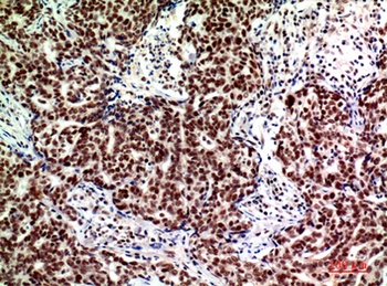 ASAH3L rabbit pAb Antibody