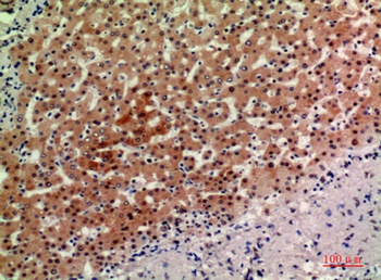 ASAH3L rabbit pAb Antibody