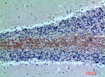 C7 antibody