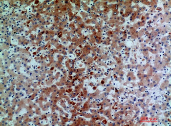 C7 antibody