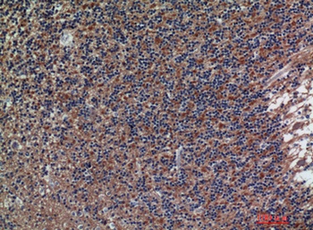 CD56 rabbit pAb