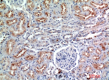 CD56 rabbit pAb