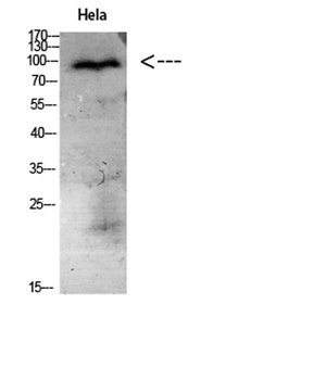 CD56 rabbit pAb