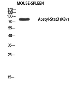 Stat3 (Acetyl Lys87) rabbit pAb Antibody