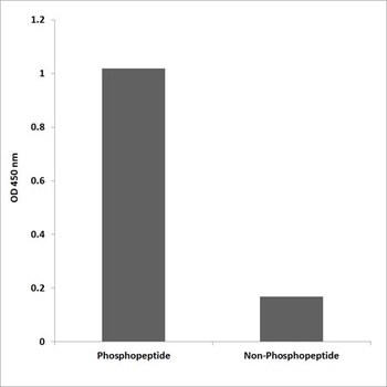 Synapsin-1 (phospho-Ser553) antibody