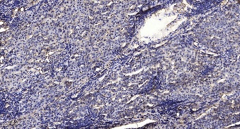 Synapsin-1 (phospho Ser553) rabbit pAb