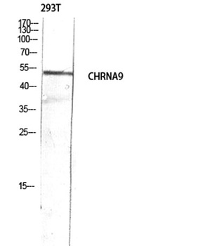 AChRα9 rabbit pAb Antibody