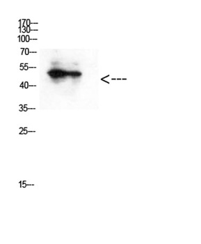 GATA-2/3 (Acetyl Lys336/304) rabbit pAb