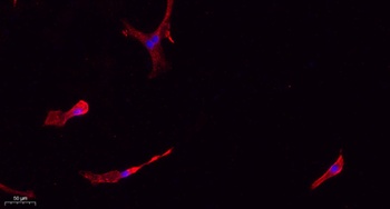 Caspase-1 rabbit pAb