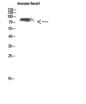 CD238 rabbit pAb Antibody