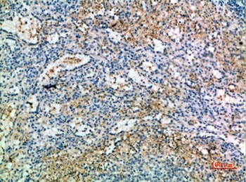 CD238 rabbit pAb Antibody