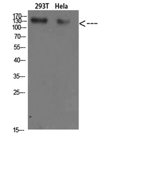 Collagen I rabbit pAb