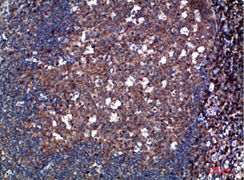 Tryptase-3 rabbit pAb