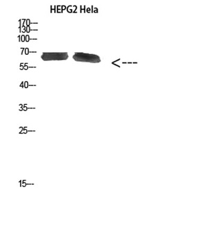 NOP56 rabbit pAb